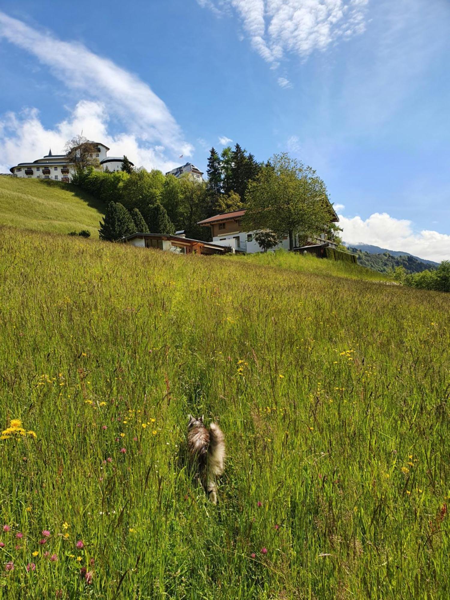 Pension Schlossberg Mittersill Dış mekan fotoğraf